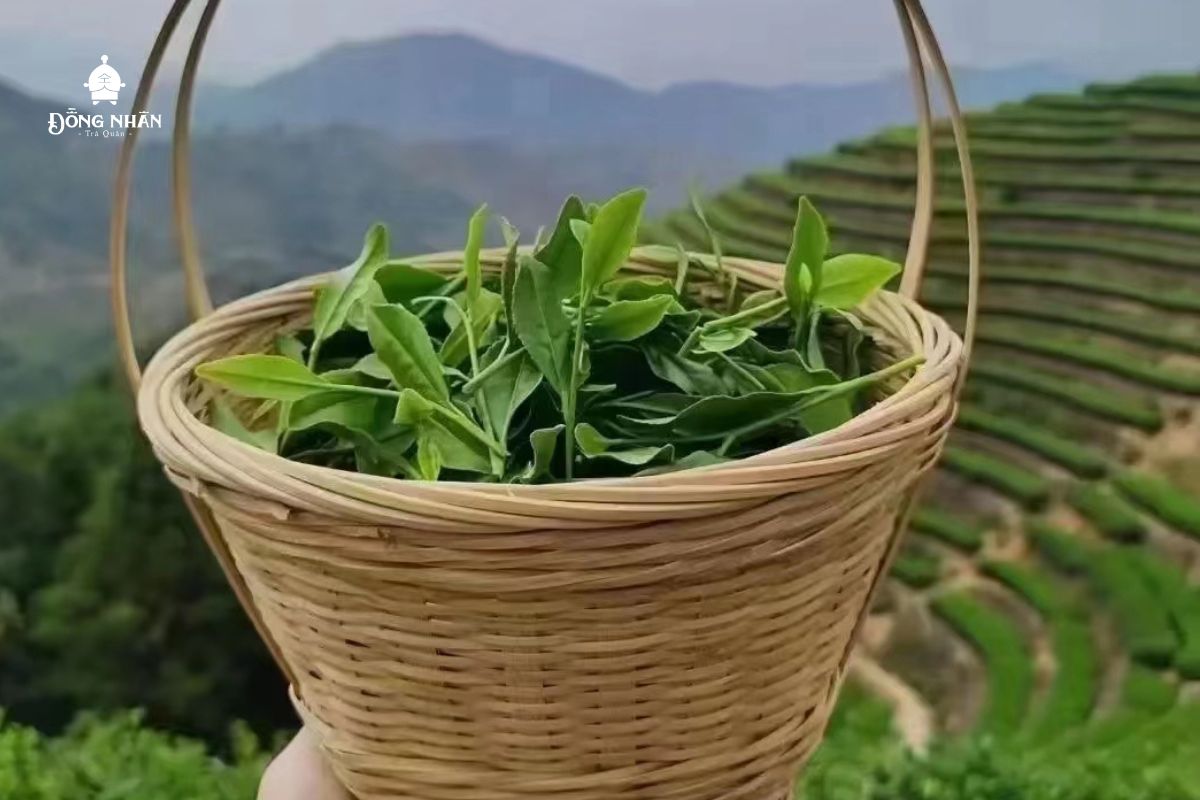 TRÀ THIẾT QUAN ÂM – LỊCH SỬ PHÁT TRIỂN VÀ QUY TRÌNH SẢN XUẤT